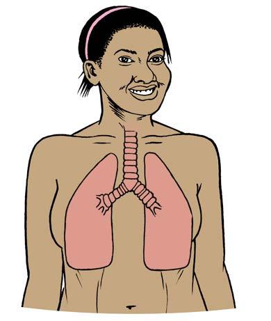 The lungs We have two lungs in our chest to help us breathe. When we breathe in, air comes into our nose or mouth.