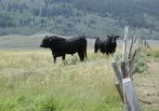 Natural Service Mating with Bulls - - Management Considerations - - Roger W.