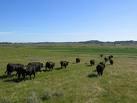 Breeding Season Management Bull-to to-female Mating Load (BFR) No one ratio is optimal for all ranches or small