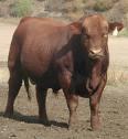 Highest possible number of offspring from bulls of