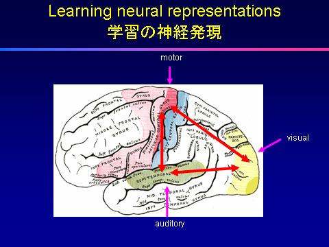 For many years it has been thought that learning involves changes in the synapses, thus making and breaking connections between nerve cells.