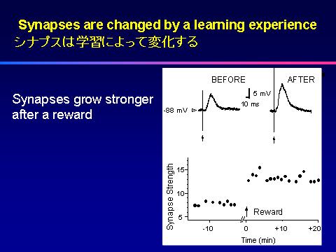 This slide shows the strength of the connection before and after a momentary learning experience. The connection is stronger after the experience.