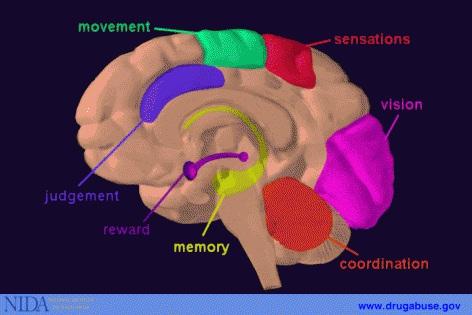 Certain parts of the brain govern specific functions. For example, the cerebellum is involved with coordination; the hippocampus with memory.