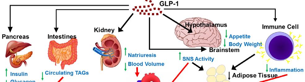 Potential Indirect Cardiovascular Effects of GLP-1R Agonists Sodium/Glucose Cotransporter 2 (SGLT2