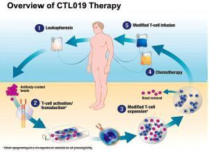 CD19 specific CAR-T cells in CLL N = 14; median cell dose = 7.
