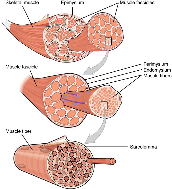 The Three Connective Tissue Layers Bundles of muscle fibers, called fascicles, are covered by the perimysium. Muscle fibers are covered by the endomysium.