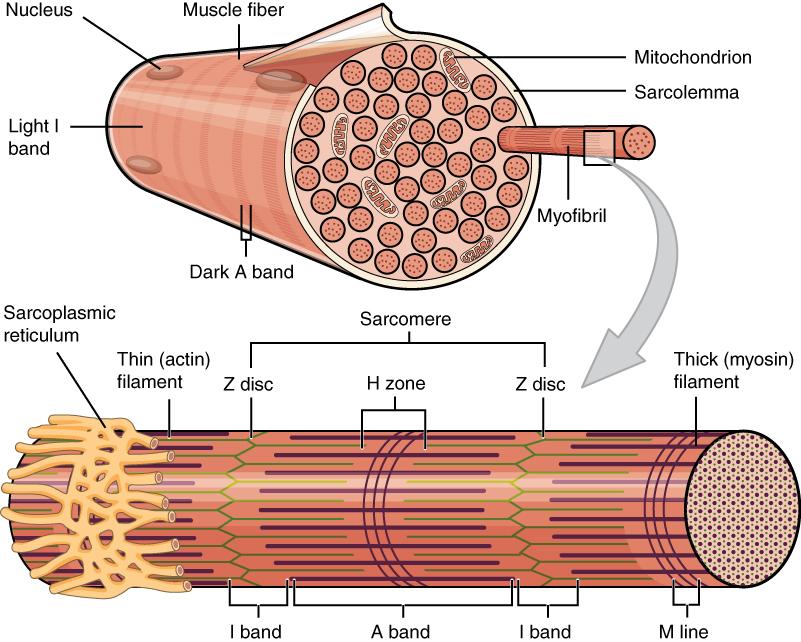 Muscle Fiber A skeletal muscle fiber is surrounded by a plasma membrane called the sarcolemma, which contains sarcoplasm, the cytoplasm of muscle cells.