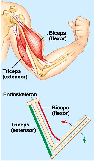 Muscles move bones by contracting # Shortening the