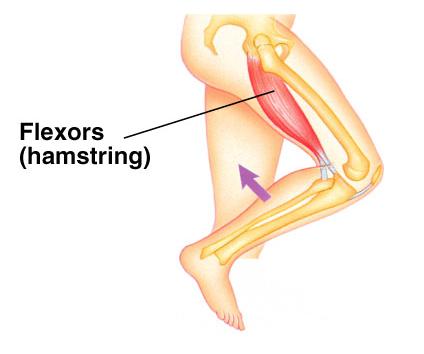 extensor # When one muscle contracts the