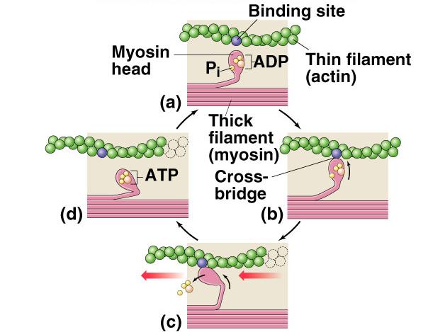 Myosin heads point away from the center of sarcomere M - line bundle of myosin proteins: AP globular Biology heads aligned Interaction of