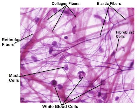 Connective tissue fibres 1. Collagenous fibers: composed of collagen 2.