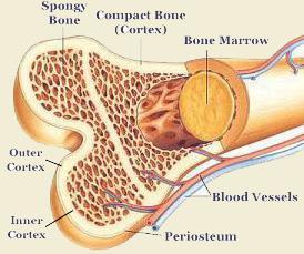 Bone layers Periosteum.. The outer surface of bone is called the periosteum Compact Bone It provides most of the strength and support.