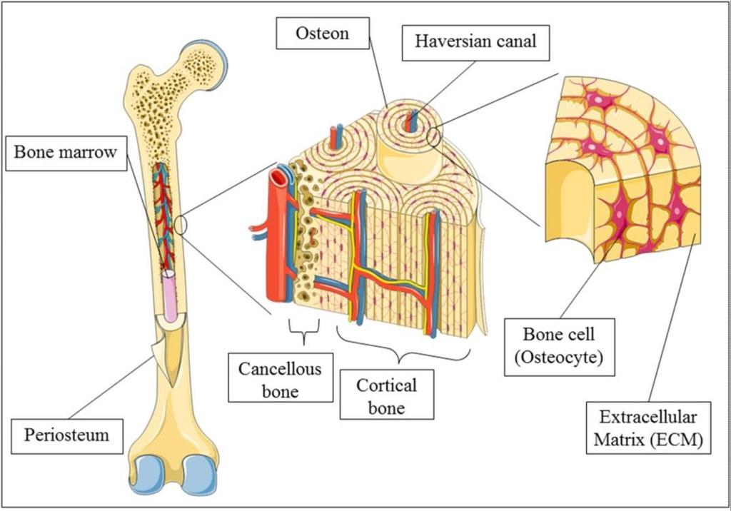 Compact bone structure Compact bone consists of closely packed osteons or haversian systems.