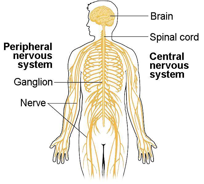 Nervous system The Nervous System is the master controlling system of the body. The nervous system is composed predominantly of neural tissue, but also includes blood vessels and connective tissue.