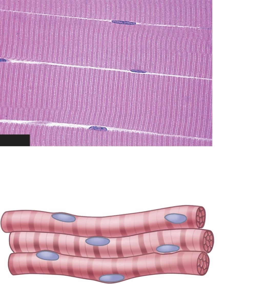 9.3 Skeletal Muscle Structure Composed of muscle cells (fibers), connective tissue, blood vessels, nerves Fibers are long, cylindrical, multinucleated Tend to be smaller diameter in small muscles and