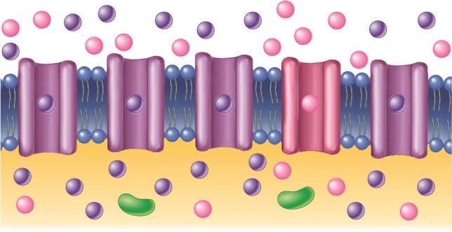 (purple circles) inside the cell membrane and a higher concentration of Na + (pink circles) outside the cell membrane.