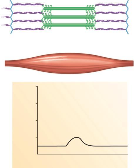 muscle/sarcomere length 1, the muscle is not stretched, and the tension produced when the muscle contracts is small because there is too much overlap between actin and myosin