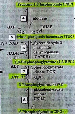 stage of glycolysis (reactions 6