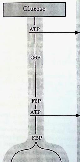 1- verview of Glycolysis Figure