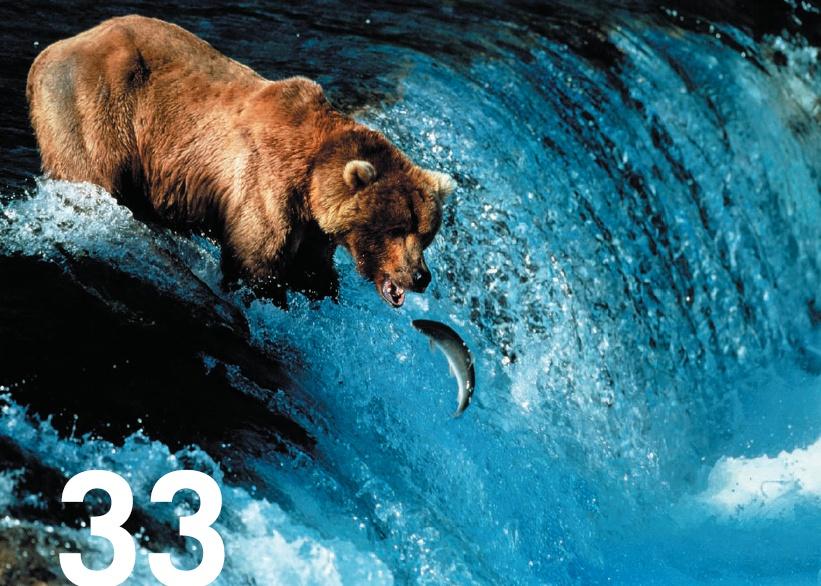 33 Bioenergetics Finding adequate sources of energy is a constant challenge for all living organisms, including this bear.