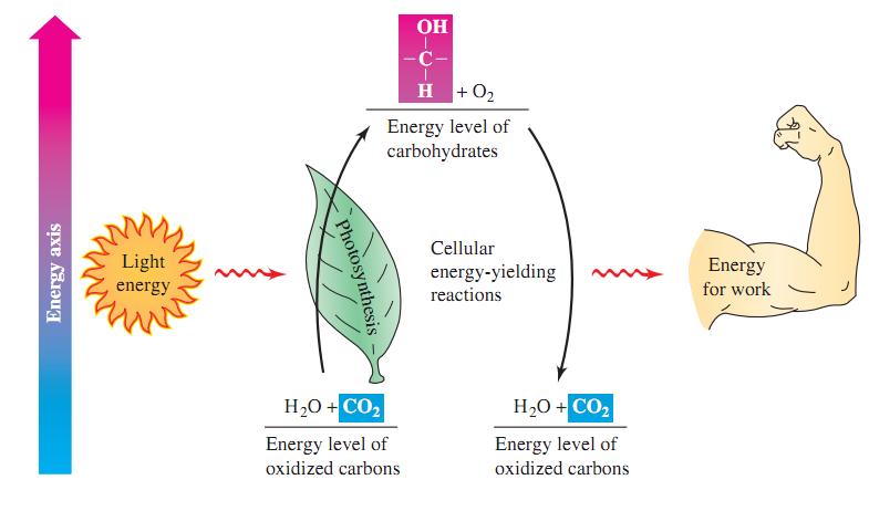 Biological Oxidation-Reduction: Energy Delivery When energy levels change, energy must be released or absorbed as shown by the arrows in the diagram.