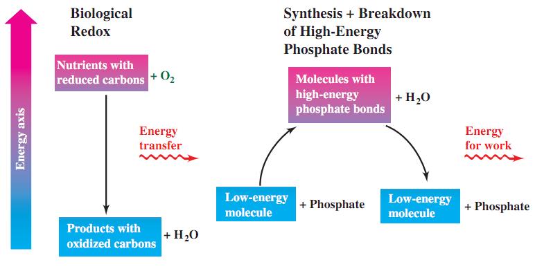 Phosphorylation: Energy Conversion The energy flow from nutrients with reduced carbons