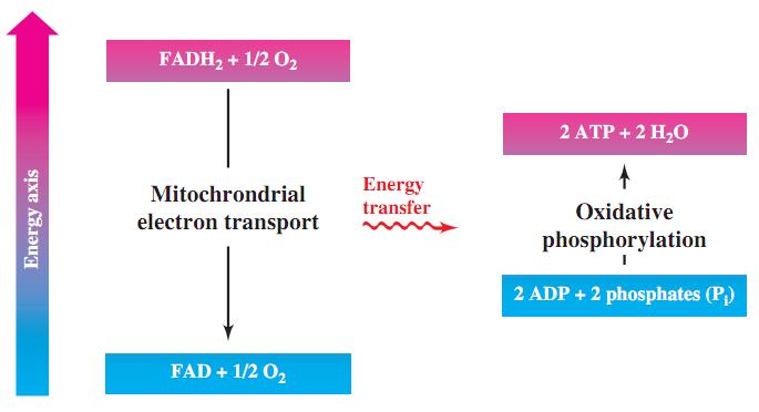 Phosphorylation: Energy Conversion The process involving FADH 2 oxidation is