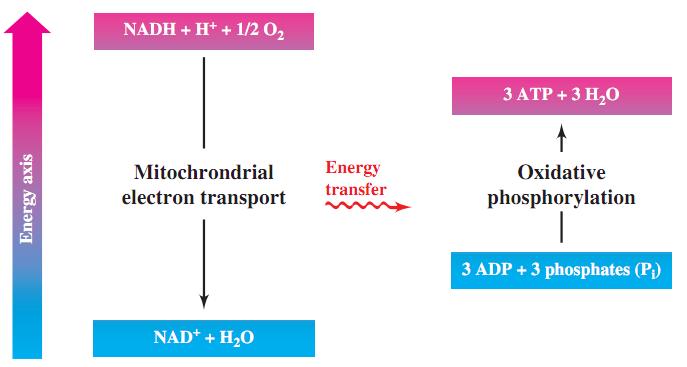 Phosphorylation: Energy Conversion The process involving NADH oxidation is