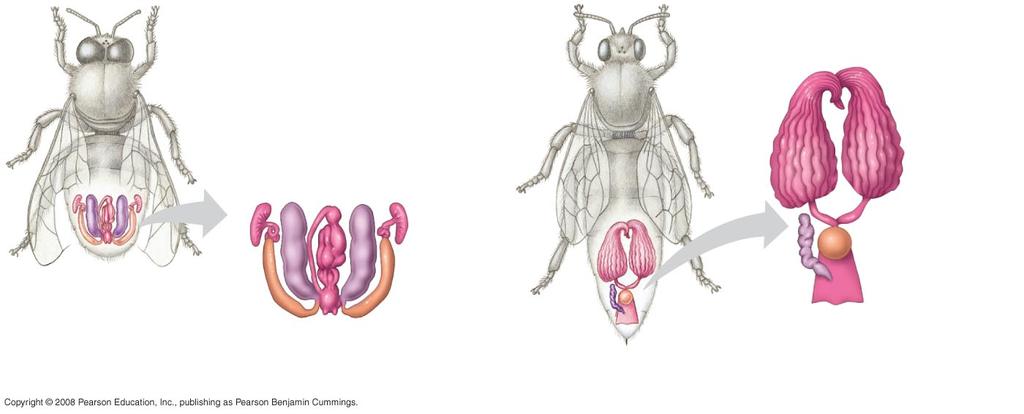 Gamete Produc5on and Delivery Most insects have separate sexes with complex reproduc5ve systems spermatheca Female organ in which sperm is stored during/auer copula5on Vas deferens Seminal vesicle