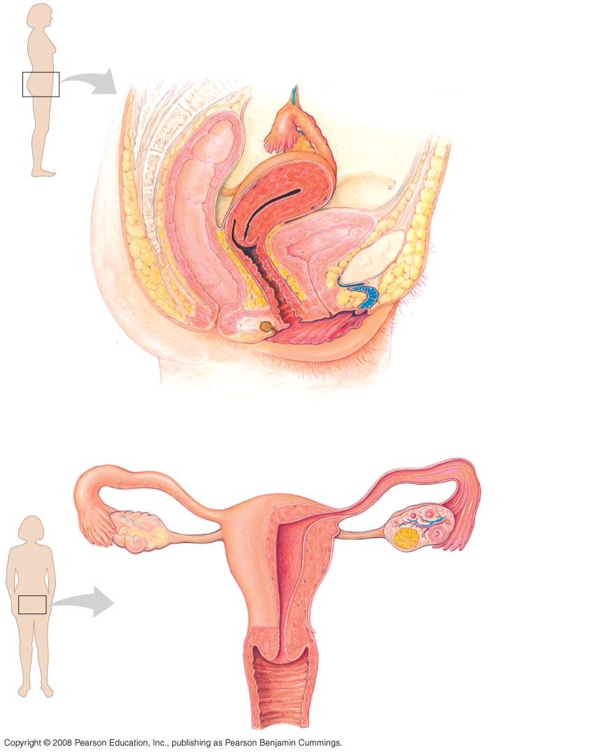 Fig. 46-10 Oviduct (Rectum) Cervix Ovary Uterus (Urinary bladder) (Pubic bone) Urethra Vagina Vaginal opening Shaft Glans Clitoris Prepuce Labia minora Labia majora Ovaries Oviduct Follicles Uterus