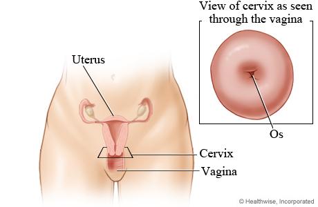 embryo Narrow opening of uterus into the vagina Vagina and Vulva vagina thin- walled chamber repository for sperm during