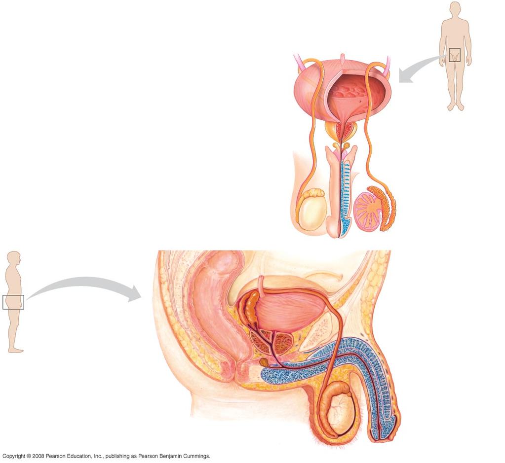 Erectile tissue of penis Vas deferens Epididymis Testis (Urinary bladder) Seminal vesicle (Urinary duct) (Rectum) Vas