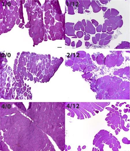 Figure 4. Histopathologic images. H&E-stained skeletal muscle tissue sections photographed in representative fields, using a 10 objective. Scale bar 100 m.