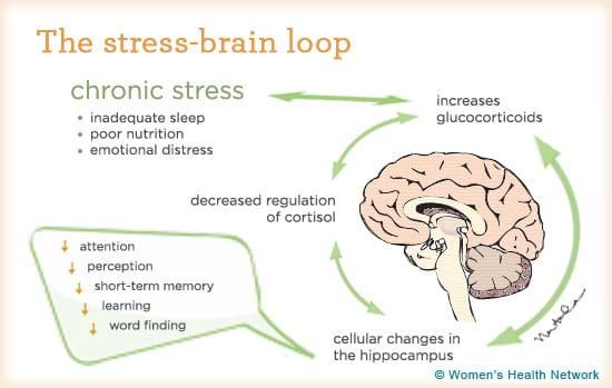 Your Brain on STRESS Symptoms of stress include: Feeling tense Depression Poor memory Poor concentration Increased alcohol consumption Anger/hostility Difficulty making decisions Frequent mood swings