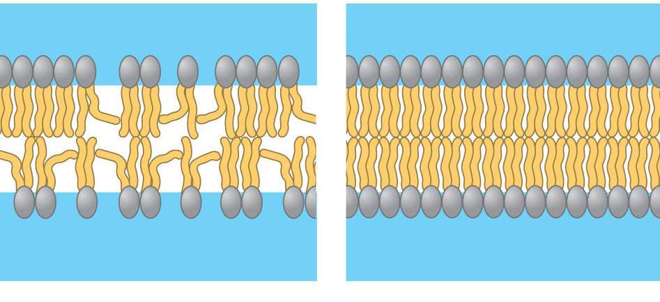 The type of hydrocarbon tails in phospholipids Affects the fluidity of the plasma membrane (b)