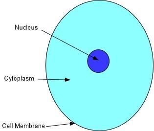 THE CELL is made of: 1- Nucleus 2-