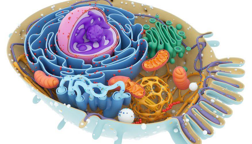CYTOPLASMIC ORGANELLES A. Membranous: 1. Cell membrane. 2. Mitochondria. 3.