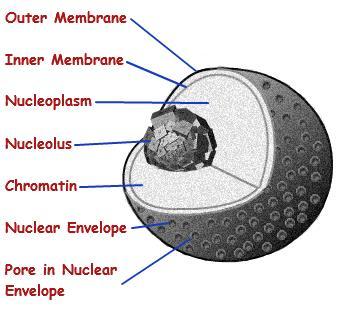 Formed of: 1. Nuclear envelope 2. Chromatin 3.