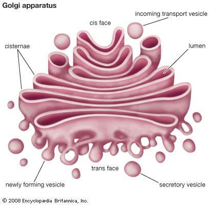 Golgi Apparatus The secretory apparatus of the cell.