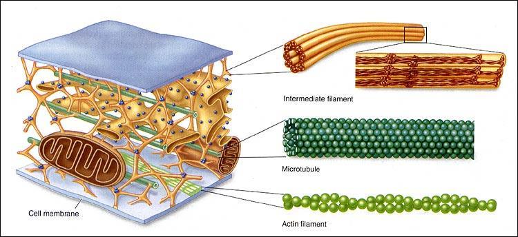 Acts as skeleton Provides shape and structure Movement Cytoskeleton Helps move organelles within the
