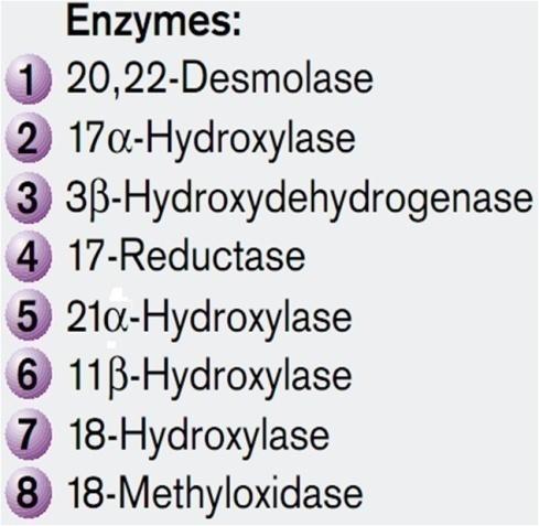 Mineralocorticoid 18 Hydroxy
