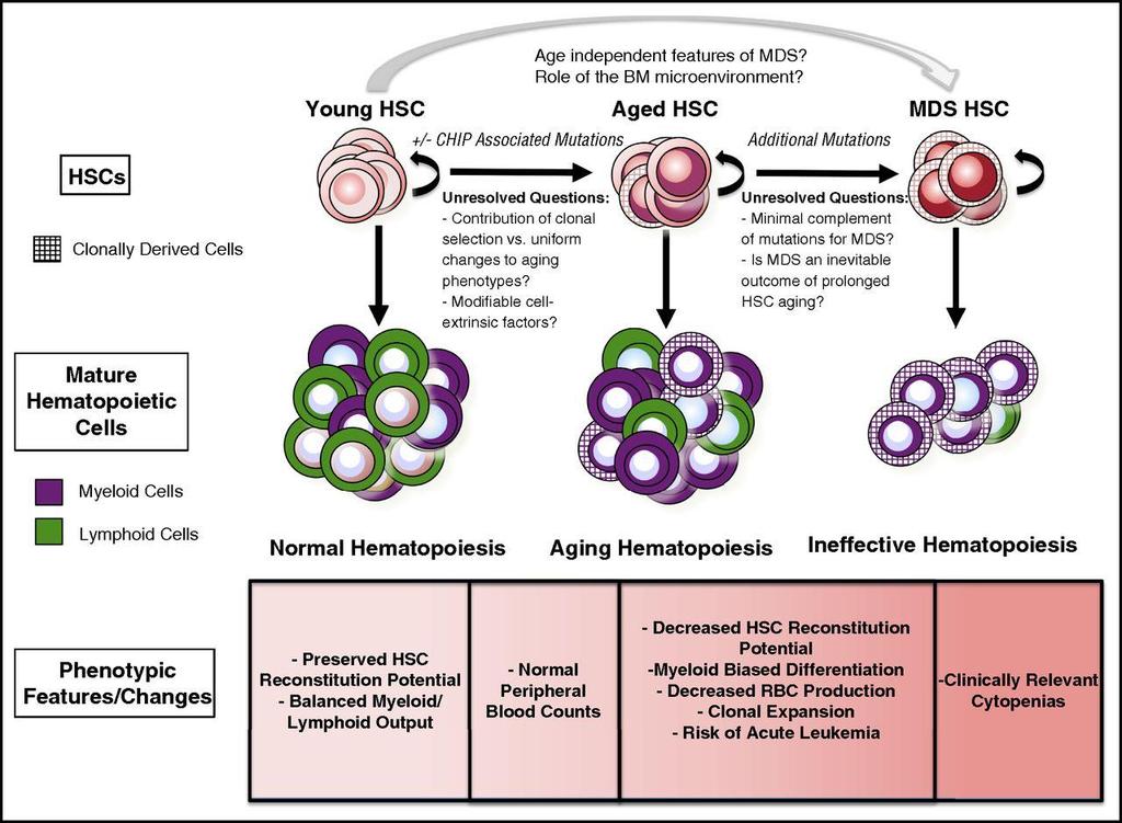 The features of HSCs in the context of aging and MDS are shown. Stephen S.