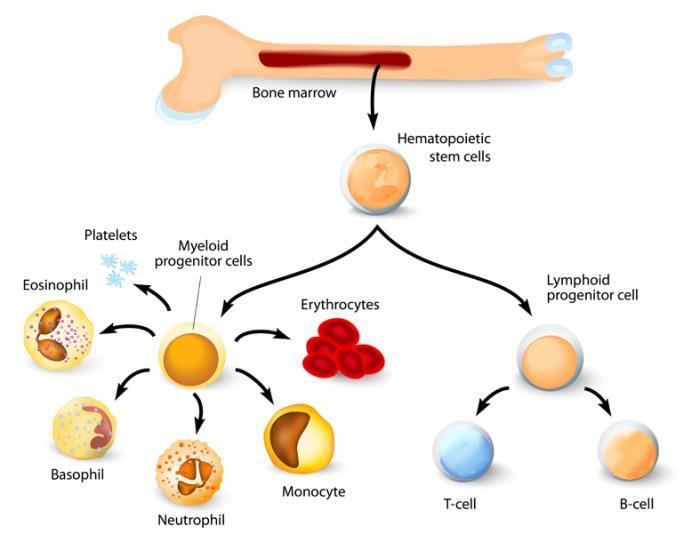 Bone Marrow: The Blood Cell Factory 100,000,000,000