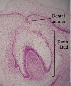 Tooth development process of continuous changes in predetermined order starts from dental lamina A band of ectodermal cells growing from the epithelium of the embryonic jaws into the underlying