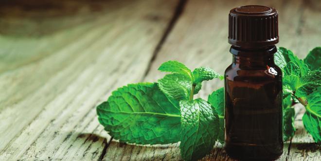 Aromatherapy user guide (Lavandula angustifolia) (Mentha piperita) Lemon (Citrus limon) (Melaleuca alternifolia) is noted for its floral scent and woody undertones and is one of the most commonly