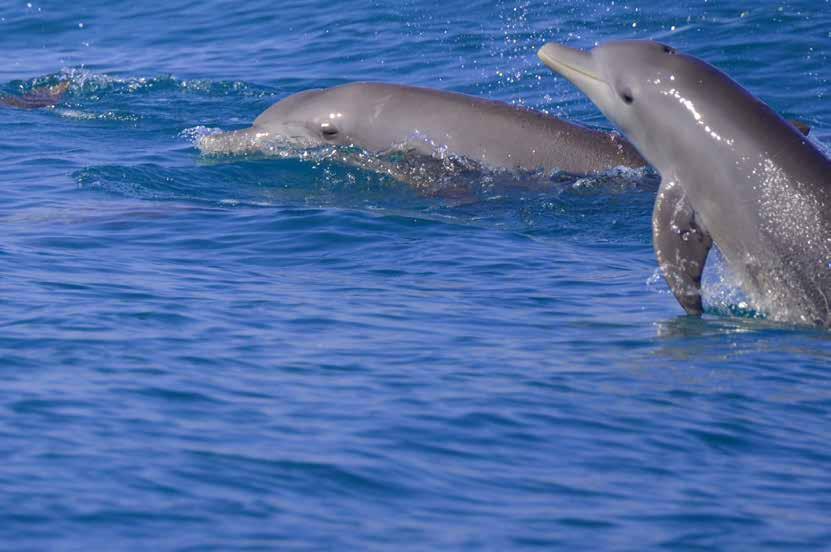DISTRIBUTION OF DOLPHINS IN ABU DHABI The results of the surveys demonstrated that the Indian Ocean humpback dolphin is an obligate shallow-water species that occurs mostly in the channels and