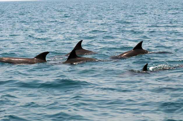 GROUP SIZE AND COMPOSITION OF DOLPHINS IN ABU DHABI Group size ranged from 1 to 45 individuals for the Indo-Pacific bottlenose dolphin, from 1 to