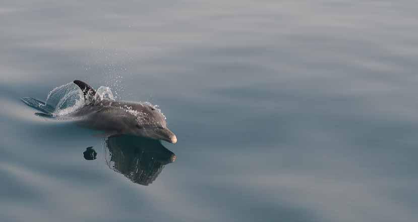 EXECUTIVE SUMMARY Dolphins are apex predators that bio-accumulate marine toxins, consequently, they are good indicators of marine environmental quality.