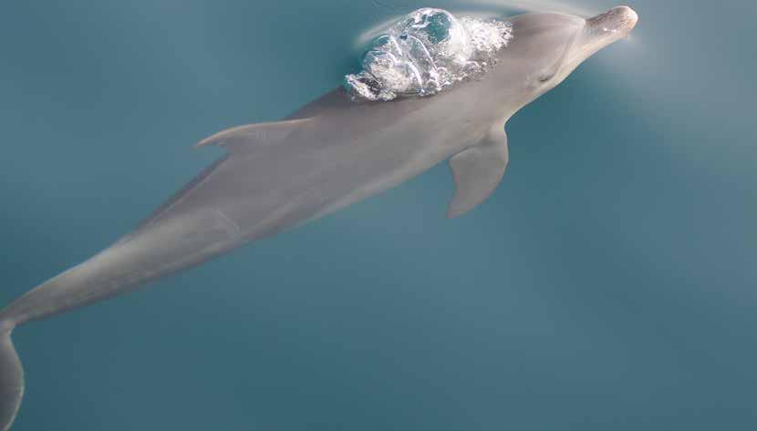 Only two species of dolphin, the Indo-Pacific bottlenose dolphin (Tursiops aduncus) and the Indian Ocean humpback dolphin (Sousa plumbea) are common residents of Abu Dhabi s coastal waters.