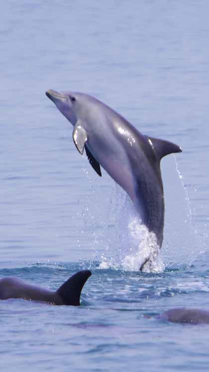 BIOLOGY OF DOLPHINS SPECIES FOUND IN ABU DHABI S COASTAL WATERS Indo-Pacific bottlenose dolphin (Tursiops aduncus) The Indo-Pacific bottlenose dolphin grows up to 2.6 m and weighs up to 230 kg.